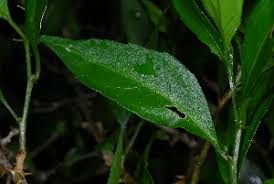 Image result for Erythrococca