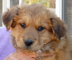 German shepherd golden retriever puppy. Westside German Shepherd Rescue Of Los Angeles