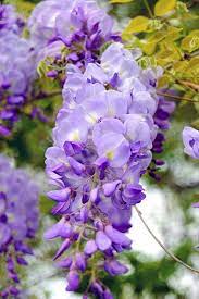 Wisteria Purple Flowers Flowering Vines Beautiful Flowers