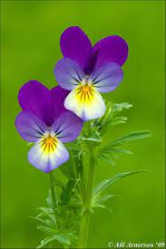 Viola Tricolor Pansies Flowers Pansies Purple Flowers