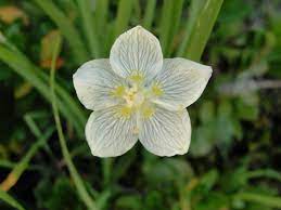 Parnassia Californica Is A Species Of Flowering Plant In The Family Celastraceae Known By The Common Name California Grass Of P Planting Flowers Plants Flowers