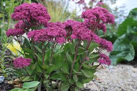Image result for Sedum