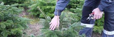 It's the type of knowledge that varies from region to. Pruning And Shaping Of Christmas Trees Learn How To