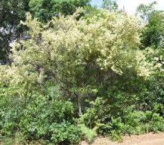 Image result for Gymnosporia