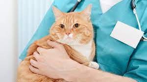 Cat Neutering Cat Neuter Surgery From Start To Finish Bechewy