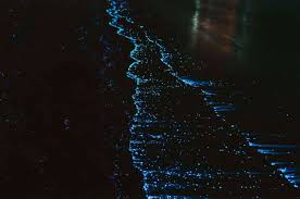 Bioluminescent Bay Puerto Rico Boat Tours How To Experience The Magic Of Puerto Rico S Surreal Bioluminescent Bays In 2020 Bioluminescent Bay Bioluminescent Bay Puerto Rico Bioluminescent Phytoplankton