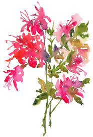 Fresh Pick Azaleas Watercolor Print 8x10 Watercolor Flowers Pink Flowers Watercolor Flowers Watercolor Print Floral Watercolor