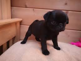 Discover what's popular right now on etsy. Stunning Pug Puppies Home Facebook