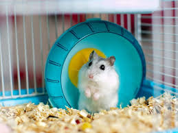Not only that puppies love chewing everything they. Veterinarians Answer Questions About Hamsters You Re Scared To Ask