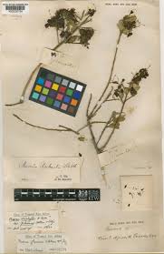 Image result for Maerua triphylla