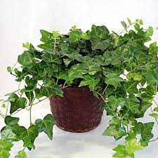 Ivy is a vine that grows quickly and comes in many varieties that can be used as a decorative indoor plant, outdoor ground cover, or to ivy is also easy to plant. Indoor Ivy How To Grow English Ivy