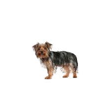 It is known for its sweet appearance, with soft, long and flowing coat colored in white, brown, apricot, black and tan. Morkie Puppies Petland Fort Myers Florida