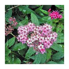Image result for Spiraea bumalda