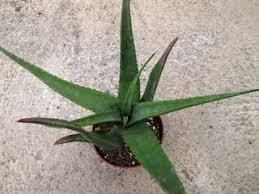 Image result for Aloe lutescens