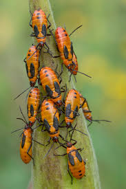 Nymphs Of Giant Milkweed Bugs Lincoln Creek Prairie In Aurora Nebraska The Prairie Ecologist