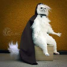Anyaboz Persian Cat Room Guardian Commission Replica Nfs