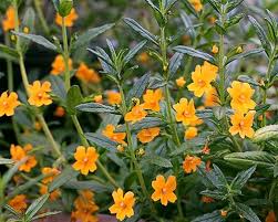 Did you miss the spring bloom season in california? The Happiest Guy In The Garden Under The Solano Sun Anr Blogs