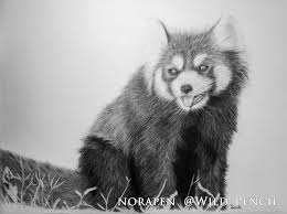 Draw a bigger oval connected to the bottom half of the first oval. Pencil Drawing Red Panda On Behance