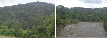 Image result for Antrophyum mannianum