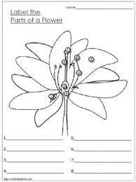 Parts Of A Flower Worksheets Learning Science Homeschool Science Classical Conversations Homeschool