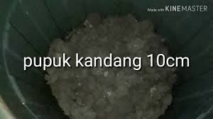Sejak 8 bulan lalu chrisno dapat beternak belut di sembarang tempat. Budidaya Belut Cara Membuat Media Pemijahan Belut Dalam Ember Youtube