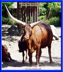 Aujourd'hui, je vais vous proposer d'aller découvrir des animaux extraordinaires, que peu de gens ont déjà vu, au cours de leur vie. La Ferme Aux Bisons Br A Lapenne Br 09500