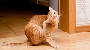 This alone can help reduce the amount of hair ingested and the frequency of hairballs forming. 8 Tips For Controlling Hair Loss In Cats Animal Lova