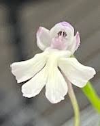 Image result for Cynorkis