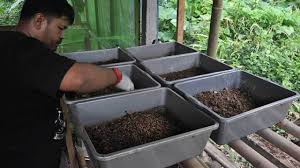 Maggot bsf also has a complete nutritional, protein and amino acids making it widely used by many people as a source of alternative feed fish and poultry. Agromedia 7 Alasan Budi Daya Maggot Bsf Di Lahan Sendiri Agromedia