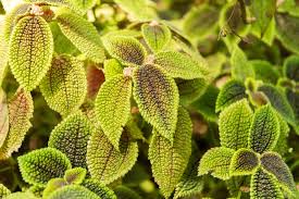 Image result for Faroa involucrata