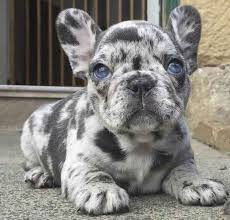 Only guaranteed quality, healthy check out our fantastic french bulldog puppies for sale, from the finest breeders, and you can't help but fall in love. French Bulldog Colors Explained Ethical Frenchie