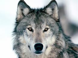 Find the best indian and wolf wallpaper images on getwallpapers. Download Bilder Fur Das Handy Tiere Wolfe Kostenlos 4432
