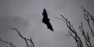 Sejak tahun 1995, nilai batasan barang kena bea masuk juga sudah sebesar itu, jadi tidak ada hal yang baru. Penyakit Dari Hewan Ke Manusia Bukan Barang Baru Sejak Lama Sudah Mematikan Merdeka Com