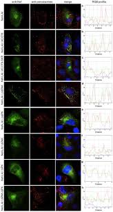 During a periodic motor vehicle test (apk) your vehicle is inspected by a garage or by a testing station. Molecular Characterization Of Hiv 1 Nef And Acot8 Interaction Insights From In Silico Structural Predictions And In Vitro Functional Assays Scientific Reports
