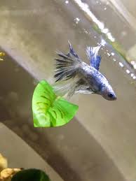 Does My Betta Have Fin Rot His Fins Don T Look So Good Bettafish