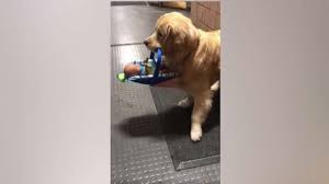 Police Therapy Dog Caught Helping Himself To Holiday Toy Donations Abc News