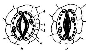 Praktikum_po_fiziologii_rastenij - Стр 3