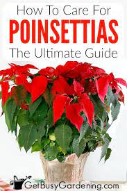 How To Care For Poinsettia Plants Poinsettia Plant Poinsettia Care Christmas Plants