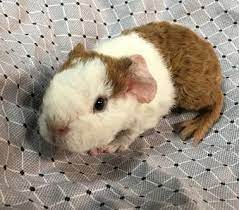 Baby Teddy Guinea Pigs For Sale Continental Hurghada Com