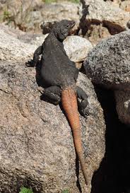 Great basin collared lizard family: Common Chuckwalla Tucson Herpetological Society