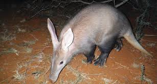 Résultat de recherche d'images pour "aardvark"