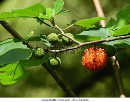 Image result for Broussonetia