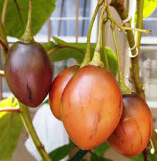 To sell tomato in the local market, harvest after the fruit is reddish on the tree. Tamarillo Tree Tomato How To Grow Fruit Of The Month Whisker Flowers