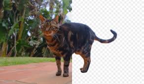 The cat scale company is devoted to serving the trucking. Kaleido S Unscreen Is Dead Simple Drag And Drop Background Removal For Video Techcrunch
