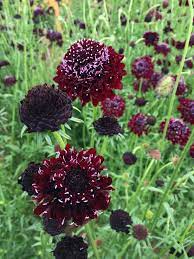 Black Knight Scabiosa Google Search Scabiosa Flowers Flowers Flower Farm