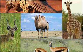 See how we protect endangered species and conserve the habitats of african animals in the wild. Www A Z Animals Com Vtwctr