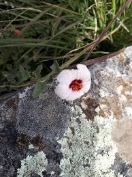 Image result for Pavonia leptocalyx