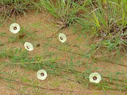 Image result for Merremia verecunda