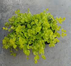 Image result for Lysimachia djalonis
