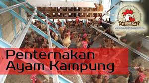 Ternak Ayam Kampung Mardi Ayam Arab Ayam Sabung Cara Moden Terkini Youtube